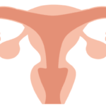 子宮と卵巣のイラスト
