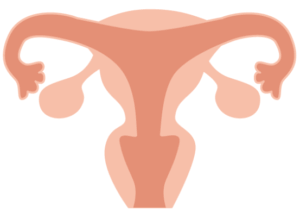 子宮と卵巣のイラスト