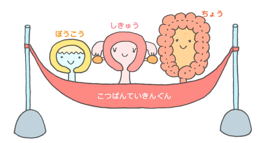 骨盤底筋のイメージ